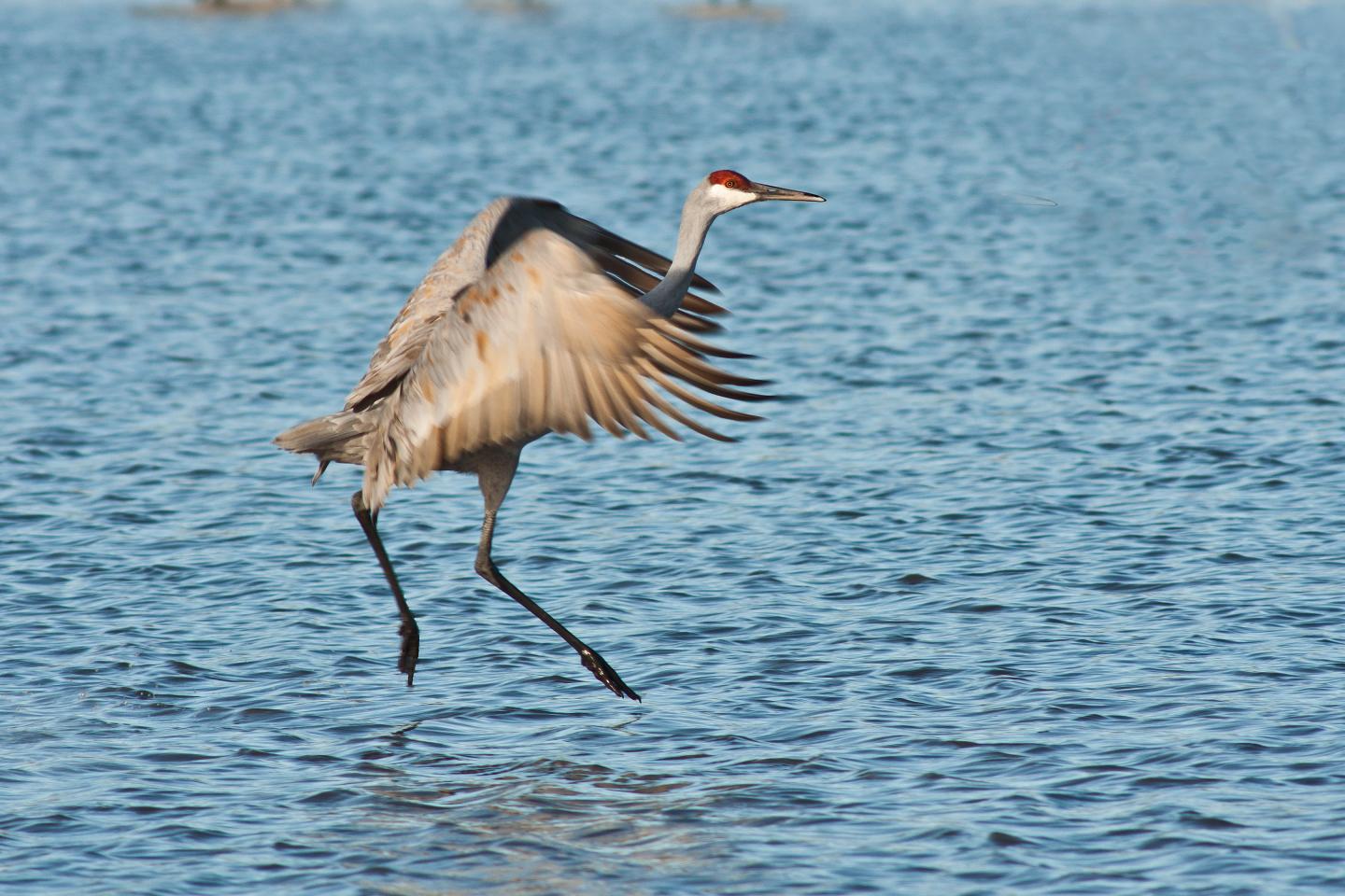 Sandhill Crane