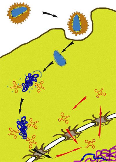 HIV-1 Exploits Retrograde Transport of tRNAs in Human