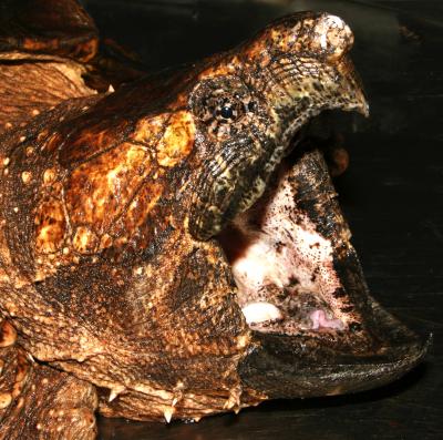 Alligator Snapping Turtle