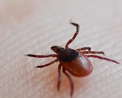 Scientists Challenge Assumption That Tick Risk Grows With The Grass
