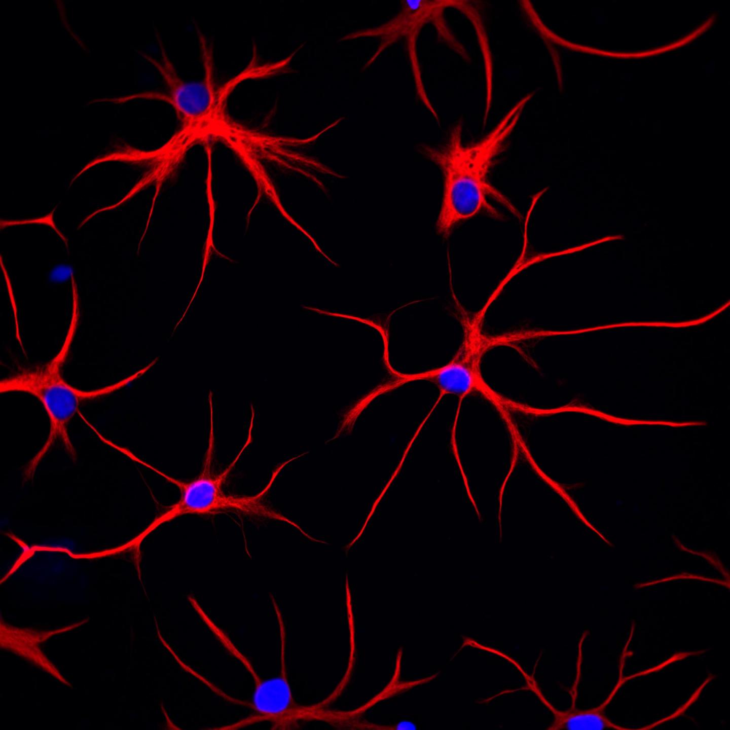 EurekAlert! Science News Releases Biology Diagrams