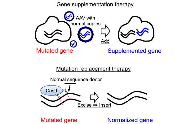 New Gene Therapy Method Improves Vision in Mice with Congenital Blindness