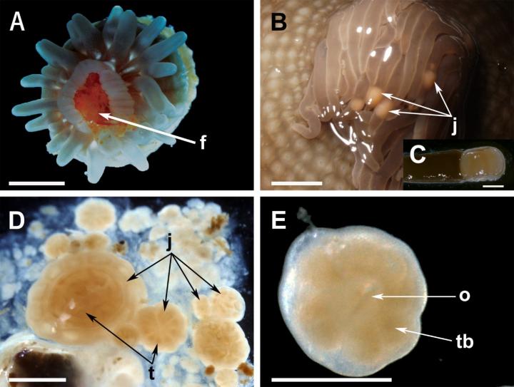 Details of <i>Aulactinia stella</i>