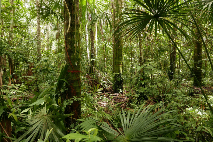 Palm swamp in lowland Peruvian Amazonia (LPA)