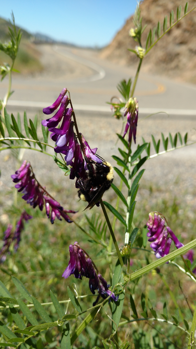 Bombus vosnesenskii