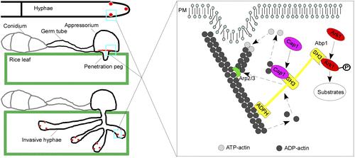 A Working Model of MoAbp1 Function