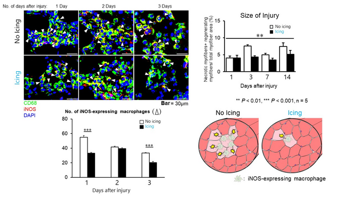 Figure 3: Distribution of pro-inflammatory macrophages after mild muscle injury and injury size comparison