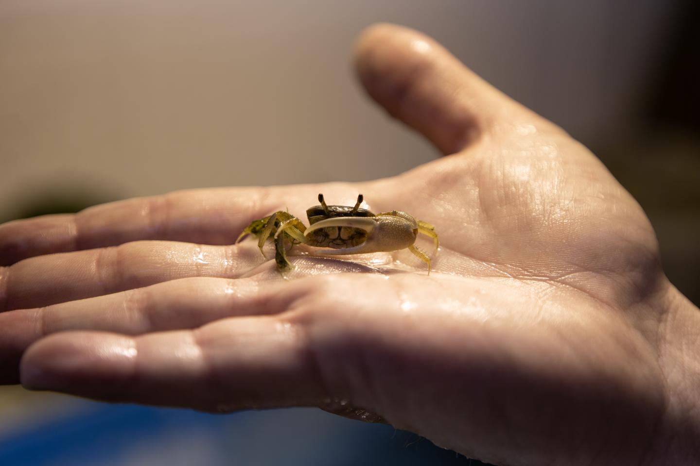 Fiddler Crab [IMAGE]  EurekAlert! Science News Releases
