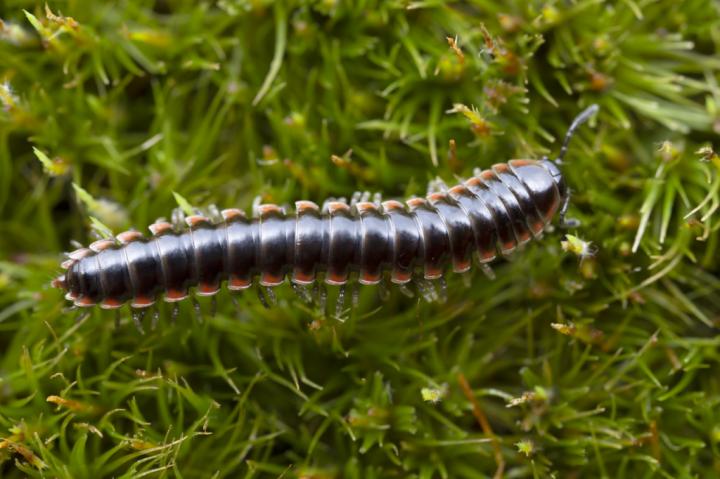 millipede