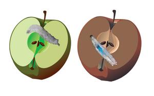 Why maggots love the texture of decaying fruit