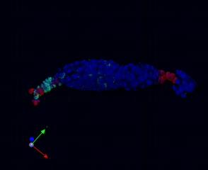 How <i>Wolbachia</i> Helps Female Insects Reproduce (9 of 9)