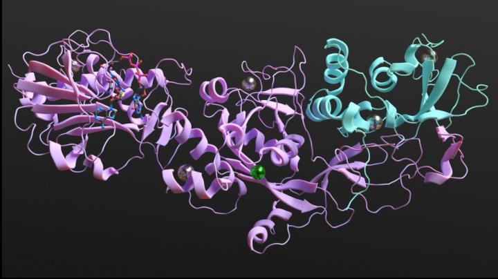 Complex of characterised proteins