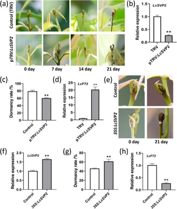 Functional analysis of LcSVP2 in litchi terminal bud.