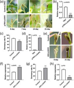 Functional analysis of LcSVP2 in litchi terminal bud.