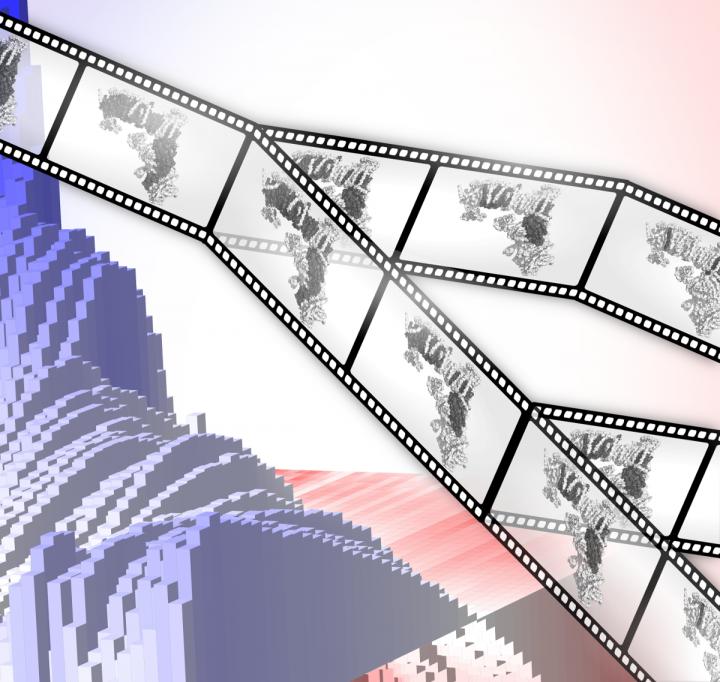 Winding Back the Tape on Mitochondrial DNA
