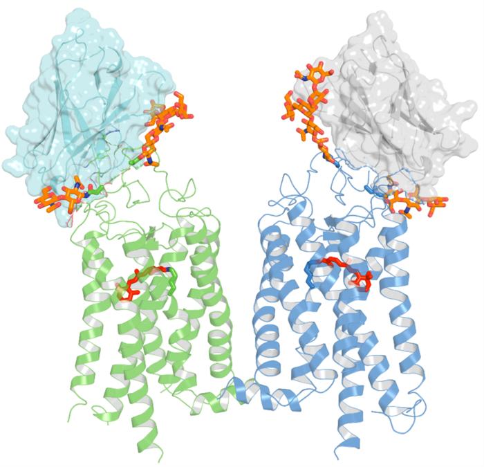Crystal Structure of two nanobodies binding to a rhodopsin dimer