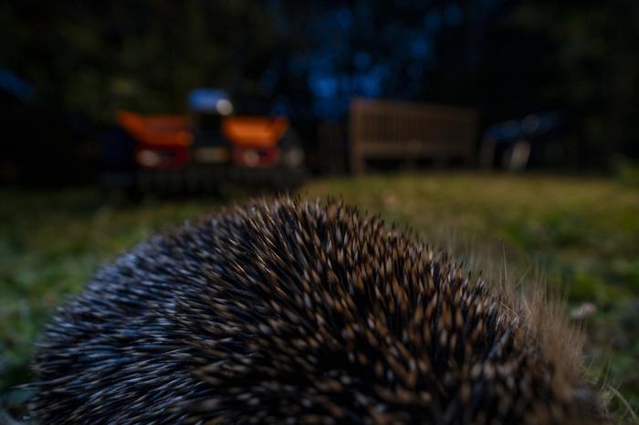 Hedgehog and automatic lawnmower in a private garden in Berlin