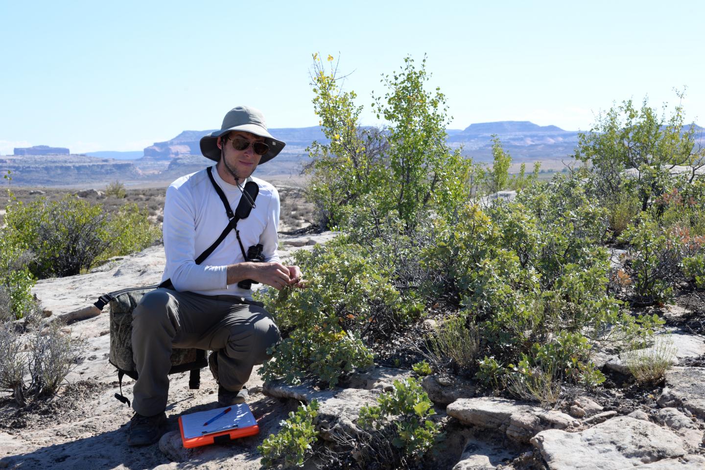 Sean Hoban, PhD Collecting Shinnery Oak Leaves