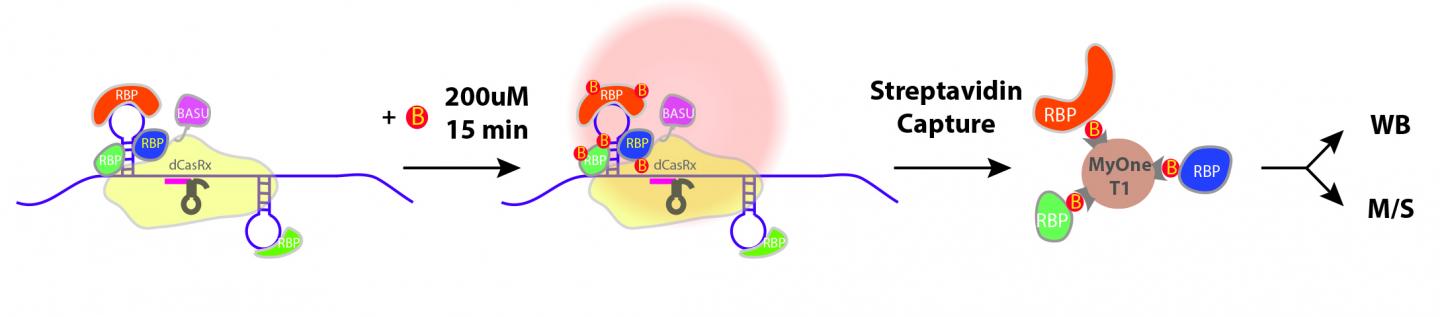 Simple Steps of CARPID