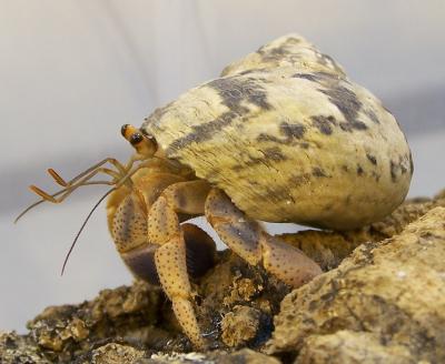 <i>Coenobita clypeatus</i> (Hermit Crab)
