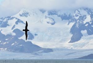 White-chinned petrel (1).jpg