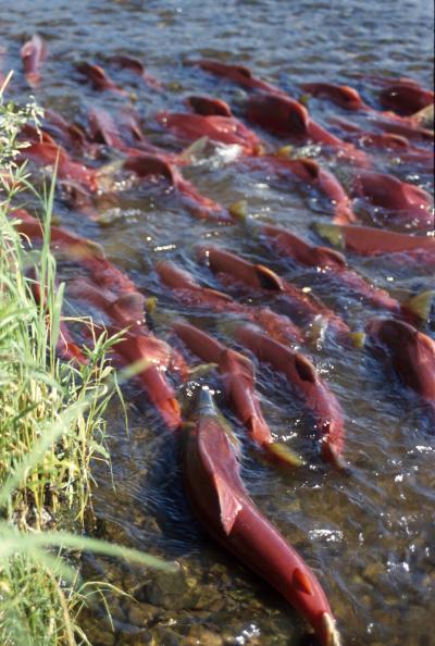 Streamful of Sockeye Salmon