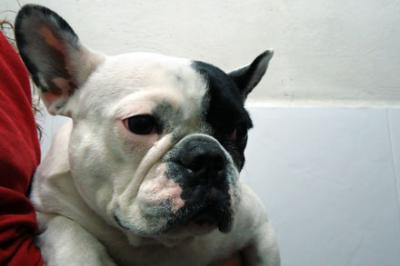 First French Bulldog with Sex Reversal Identified in Spain