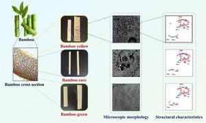 New Insights into Bamboo's Chemical Structure