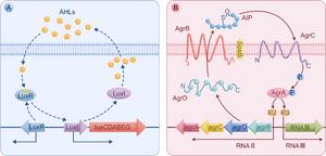 Representative QS systems of Gram-negative (A) and Gram-positive (B) bacteria