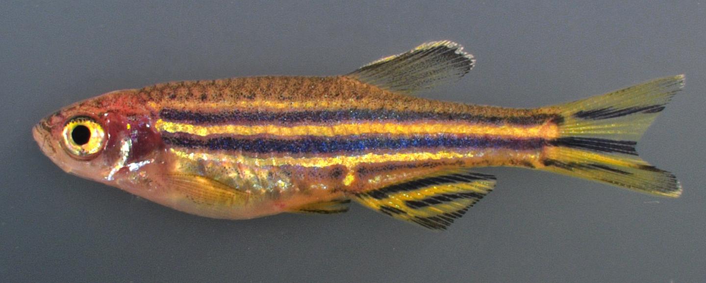 Adult Zebrafish