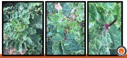 Cotton leafroll dwarf virus symptoms