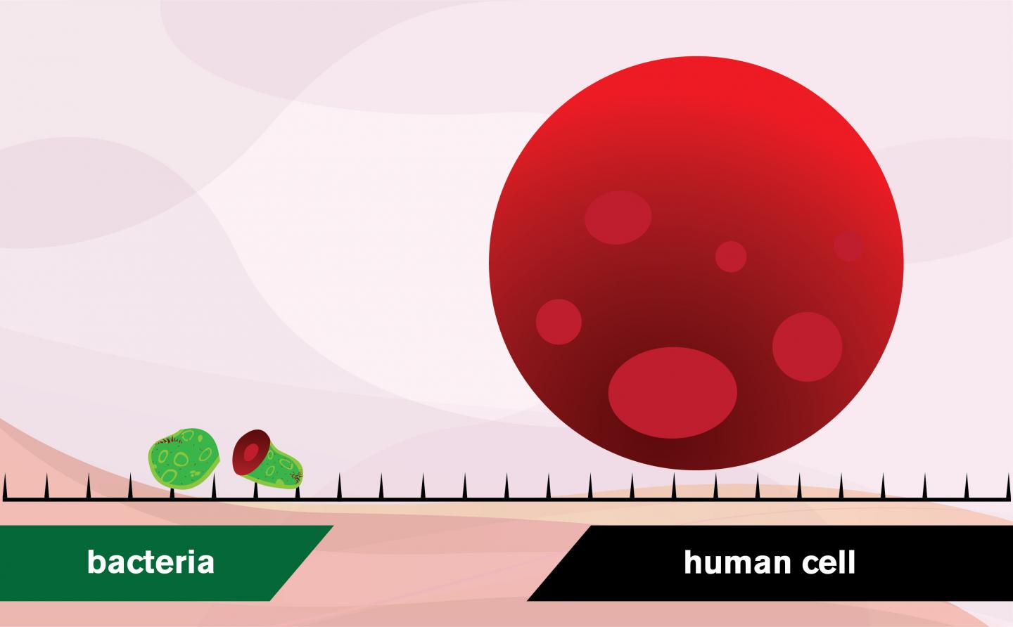 Spikes of Graphene Slice Bacteria Apart, but Leave Larger Human Cells Undamaged