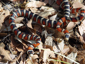 Arizona mountain kingsnakes