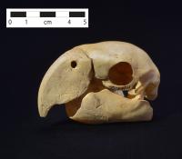 Scarlet Macaw Skull