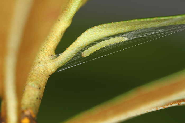 Characteristic cocoon with final instar larva and pupa of the alpine rose leaf-miner moth on Rhododendron ferrugineum