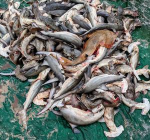 A typical haul of sharks and rays at Songolo