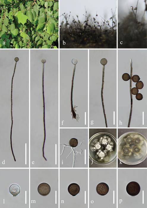 Two New Freshwater Fungi Species in China Enhance Biodiversity Knowledge