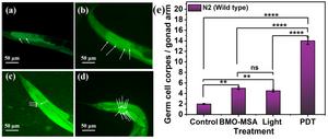 Nanocomposite Developed for NIR-II Light-Boosted Photodynamic/Chemodynamic Therapy