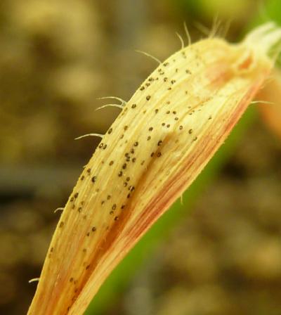 <i>Septoria tritici</i> Blotch on Wheat