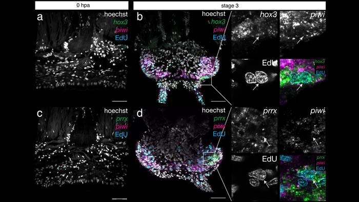 Visualisation of specific transcripts (green, magenta) confirmed the identification of different stem cell populations proliferating in regenerating worm tails (cyan).