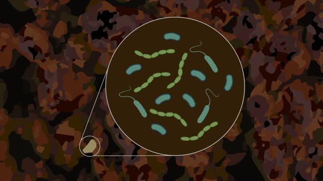 Active Soil Microbes Fluorescing with BONCAT