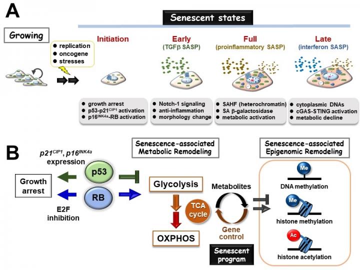 Phenotypic variations in cellular senescence