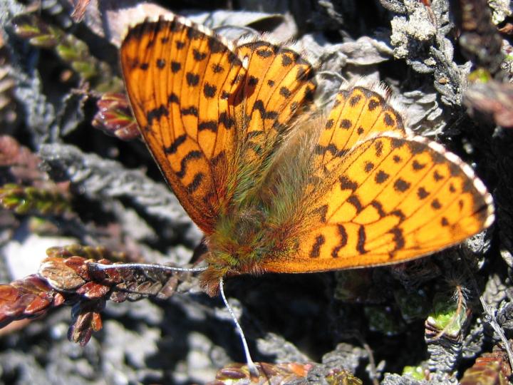 <i>Boloria chariclea</i>