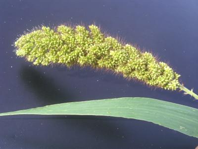 Foxtail Millet Panicle