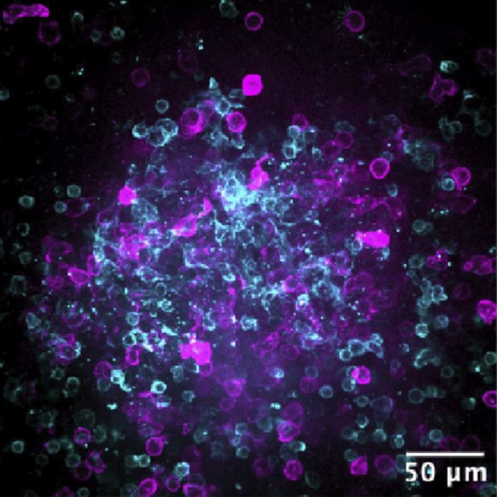 Activation of immune cells on lymphoid organ-chips