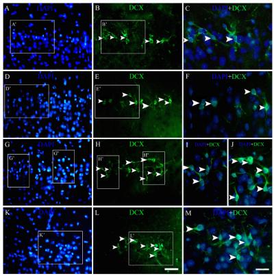 Immunostained Images
