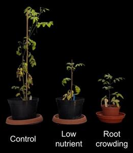 Tomato plant comparison