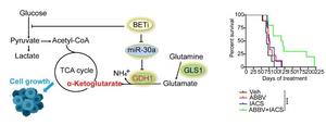 Figure 1 BET inhibition is synthetic lethal to OXPHOS blockage in liver cancer.