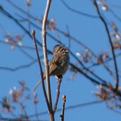Song Sparrow at Queen's University Biological Station, Ontario, Canada