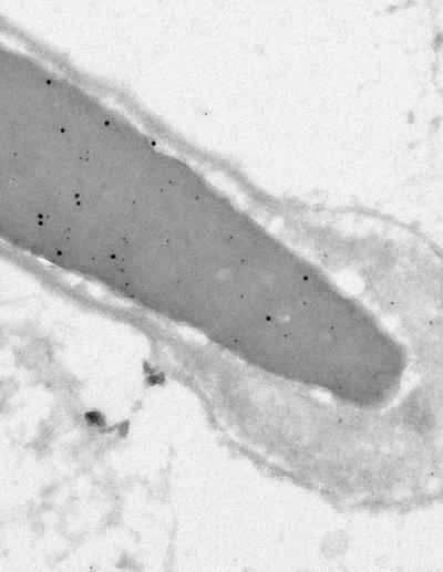 RNA Polymerase II Elongation Factor ELL3 and RNA Polymerase II